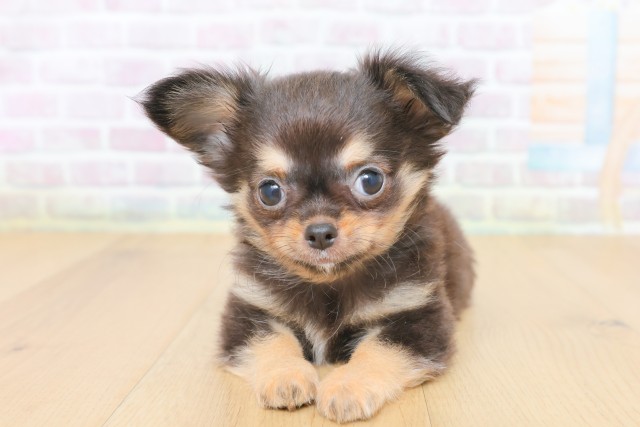 青森県のチワワ(ロング) (Coo&RIKU青森店/2026年4月14日生まれ/男の子/ブルークリーム＆タン)の子犬