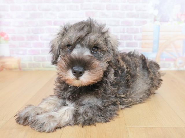 福島県のミニチュアシュナウザー (Coo&RIKUいわき店/2026年4月16日生まれ/男の子/ソルトペッパー)の子犬の2枚目の画像