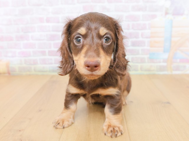 山形県のカニンヘンダックスフンド(ロング) (Coo&RIKU山形店/2026年4月19日生まれ/男の子/チョコレートタン)の子犬の1枚目の画像