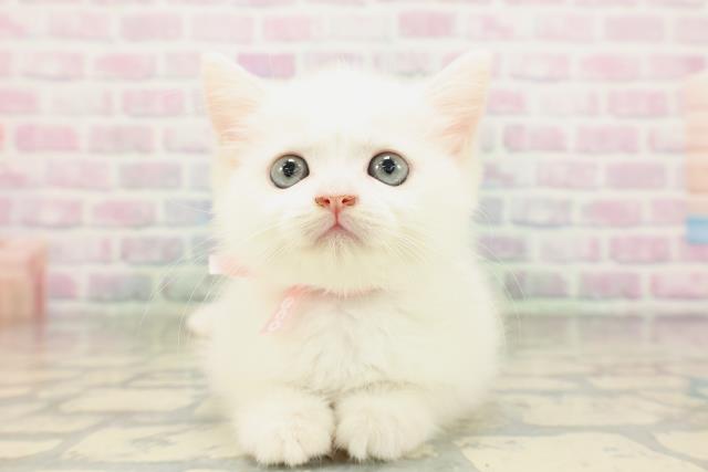 神奈川県のミヌエット (Coo&RIKU相模原店/2026年4月18日生まれ/女の子/ホワイト)の子猫の1枚目の画像