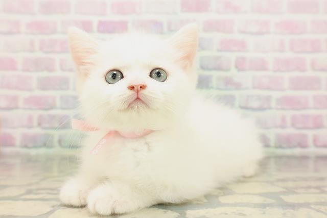 神奈川県のミヌエット (Coo&RIKU相模原店/2026年4月18日生まれ/女の子/ホワイト)の子猫の2枚目の画像