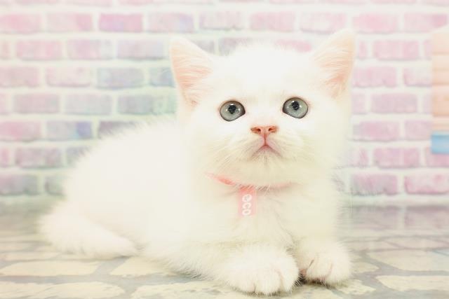 神奈川県のミヌエット (Coo&RIKU相模原店/2026年4月18日生まれ/女の子/ホワイト)の子猫の3枚目の画像