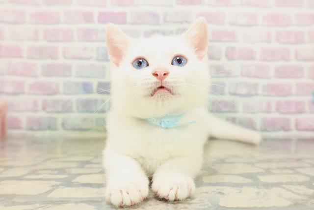 新潟県のマンチカン (Coo&RIKU上越店/2026年4月8日生まれ/男の子/ホワイト)の子猫