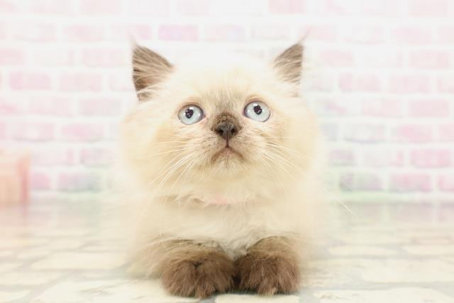 東京都のヒマラヤン (Coo&RIKU自由が丘店/2026年4月16日生まれ/女の子/シールポイント)の子猫の1枚目の画像
