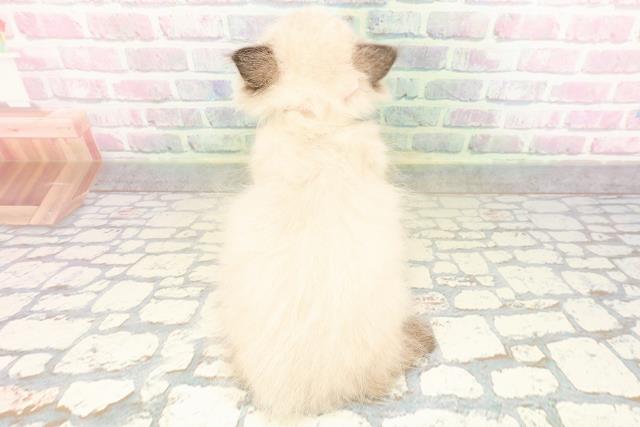 東京都のヒマラヤン (Coo&RIKU自由が丘店/2026年4月16日生まれ/女の子/シールポイント)の子猫の4枚目の画像