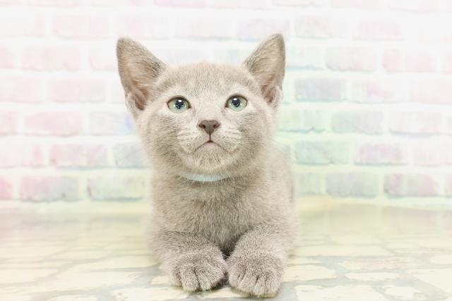 東京都のロシアンブルー (Coo&RIKU武蔵小山店/2026年4月14日生まれ/男の子/ブルー)の子猫の1枚目の画像