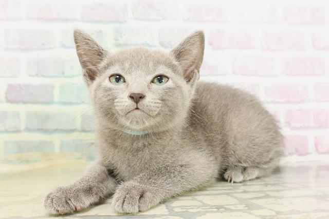 東京都のロシアンブルー (Coo&RIKU武蔵小山店/2026年4月14日生まれ/男の子/ブルー)の子猫の2枚目の画像