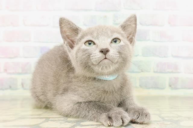東京都のロシアンブルー (Coo&RIKU武蔵小山店/2026年4月14日生まれ/男の子/ブルー)の子猫の3枚目の画像