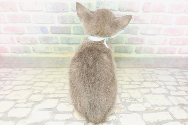 東京都のロシアンブルー (Coo&RIKU武蔵小山店/2026年4月14日生まれ/男の子/ブルー)の子猫の4枚目の画像