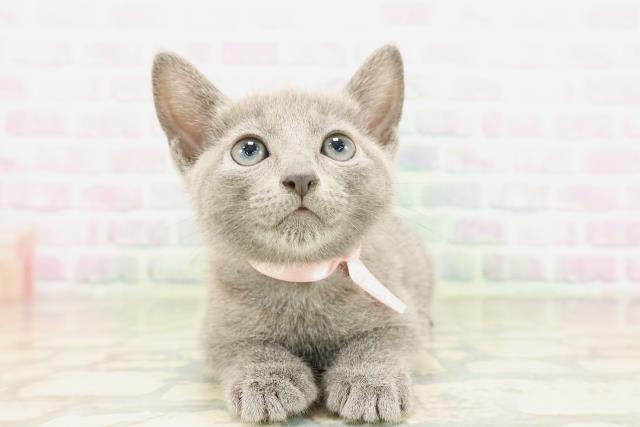 東京都のロシアンブルー (Coo&RIKU池袋西口店/2026年4月14日生まれ/女の子/ブルー)の子猫の1枚目の画像