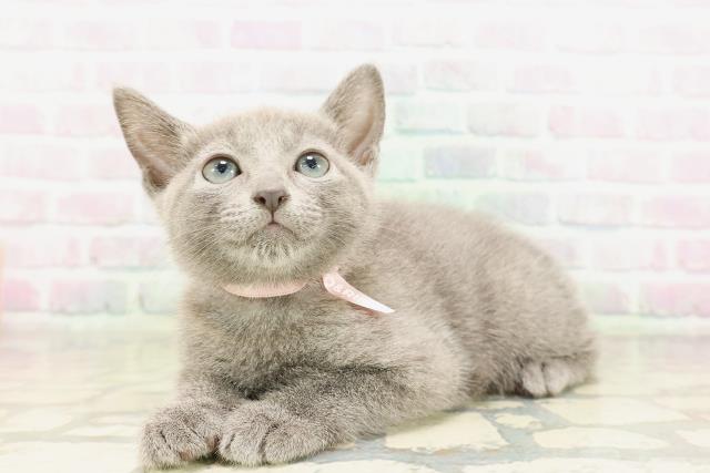 東京都のロシアンブルー (Coo&RIKU池袋西口店/2026年4月14日生まれ/女の子/ブルー)の子猫の2枚目の画像