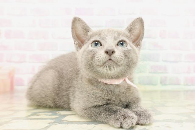 東京都のロシアンブルー (Coo&RIKU池袋西口店/2026年4月14日生まれ/女の子/ブルー)の子猫の3枚目の画像