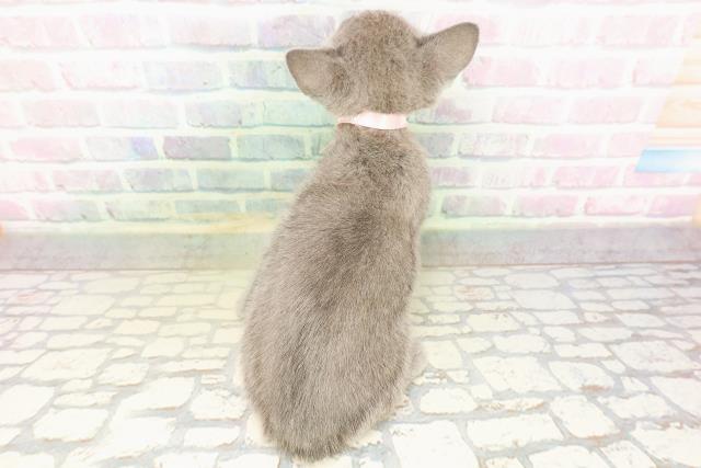 東京都のロシアンブルー (Coo&RIKU池袋西口店/2026年4月14日生まれ/女の子/ブルー)の子猫の4枚目の画像