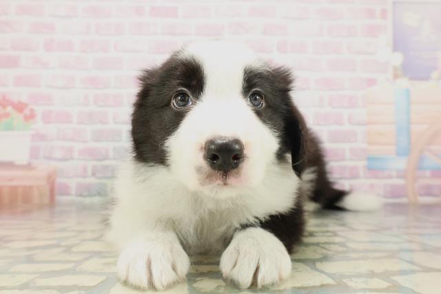 北海道のボーダーコリー (Coo&RIKU札幌西店/2026年4月10日生まれ/男の子/ブラックホワイト)の子犬の1枚目の画像