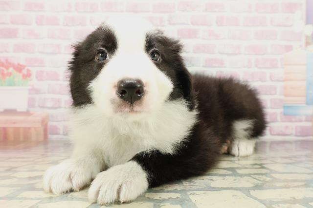 北海道のボーダーコリー (Coo&RIKU札幌西店/2026年4月10日生まれ/男の子/ブラックホワイト)の子犬の2枚目の画像