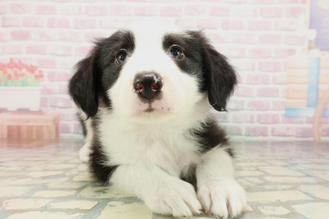新潟県のボーダーコリー (Coo&RIKU新潟西店/2026年4月10日生まれ/男の子/ブラックホワイト)の子犬