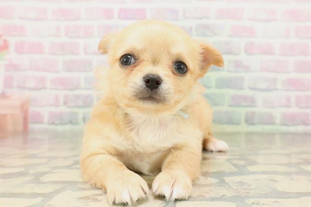 東京都のチワワ(ロング) (Coo&RIKU高円寺店/2026年4月19日生まれ/男の子/クリームホワイト)の子犬の1枚目の画像