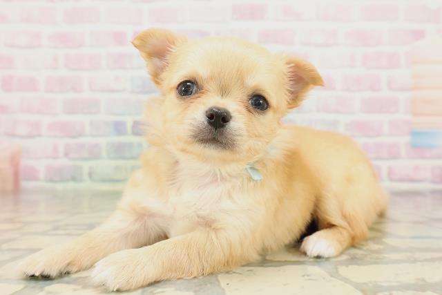東京都のチワワ(ロング) (Coo&RIKU高円寺店/2026年4月19日生まれ/男の子/クリームホワイト)の子犬の2枚目の画像