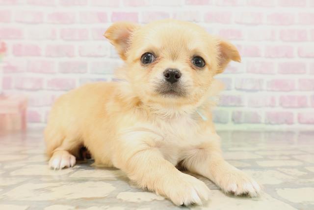 東京都のチワワ(ロング) (Coo&RIKU高円寺店/2026年4月19日生まれ/男の子/クリームホワイト)の子犬の3枚目の画像