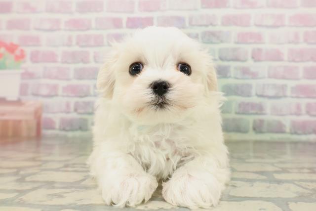 東京都のマルチーズ (Coo&RIKU武蔵小山店/2026年4月19日生まれ/男の子/ホワイト)の子犬の1枚目の画像