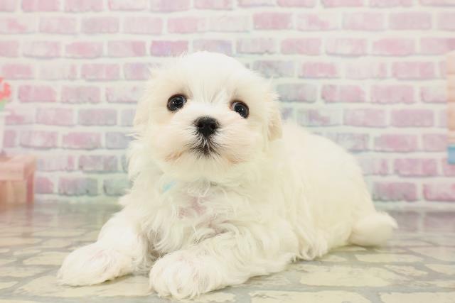 東京都のマルチーズ (Coo&RIKU武蔵小山店/2026年4月19日生まれ/男の子/ホワイト)の子犬の2枚目の画像