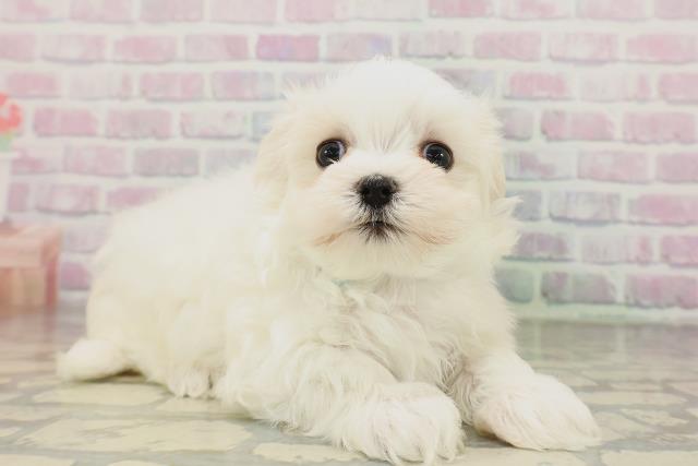 東京都のマルチーズ (Coo&RIKU武蔵小山店/2026年4月19日生まれ/男の子/ホワイト)の子犬の3枚目の画像