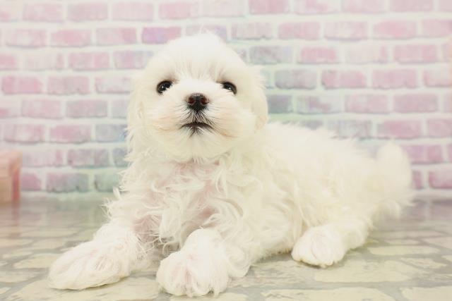 東京都のマルチーズ (Coo&RIKU練馬店/2026年4月19日生まれ/男の子/ホワイト)の子犬の2枚目の画像
