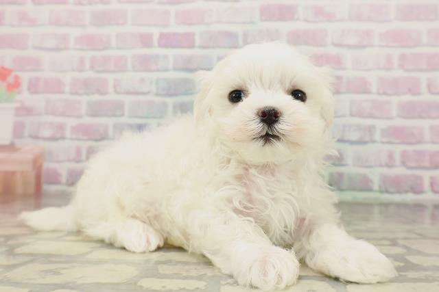 東京都のマルチーズ (Coo&RIKU練馬店/2026年4月19日生まれ/男の子/ホワイト)の子犬の3枚目の画像