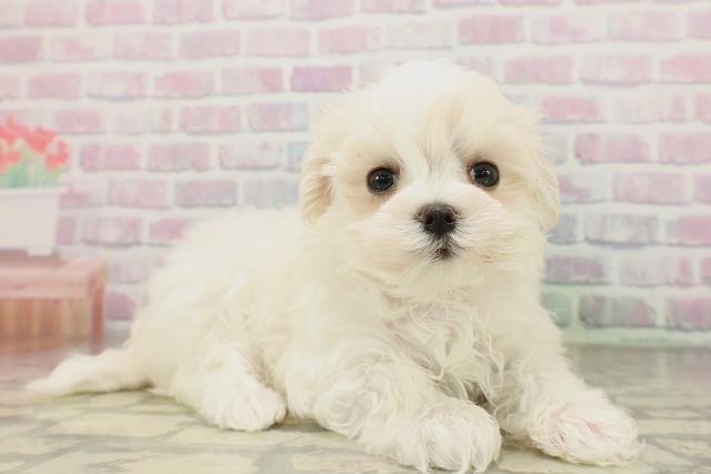 東京都のマルチーズ (Coo&RIKU下北沢店/2026年4月19日生まれ/女の子/ホワイト)の子犬の3枚目の画像