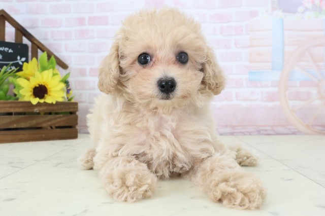 長野県のトイプードル(トイ) (Coo&RIKU松本店/2026年4月16日生まれ/女の子/オレンジフォーン)の子犬の1枚目の画像