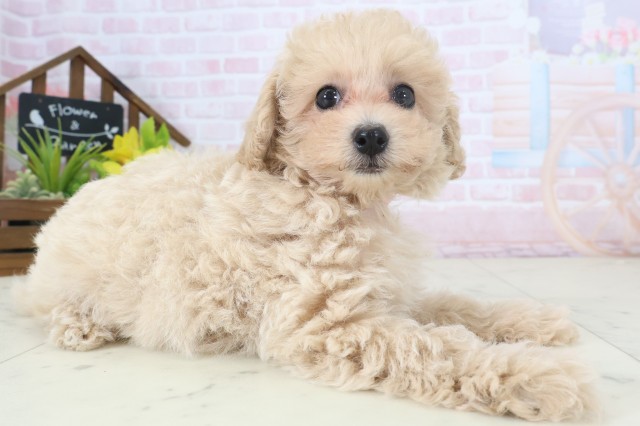長野県のトイプードル(トイ) (Coo&RIKU松本店/2026年4月16日生まれ/女の子/オレンジフォーン)の子犬の2枚目の画像