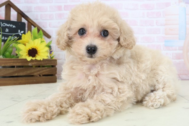 長野県のトイプードル(トイ) (Coo&RIKU松本店/2026年4月16日生まれ/女の子/オレンジフォーン)の子犬の3枚目の画像