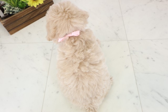 長野県のトイプードル(トイ) (Coo&RIKU松本店/2026年4月16日生まれ/女の子/オレンジフォーン)の子犬の4枚目の画像