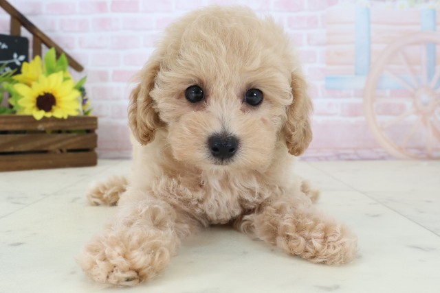 高知県のトイプードル(トイ) (Coo&RIKU高知御座店/2026年4月16日生まれ/女の子/オレンジフォーン)の子犬