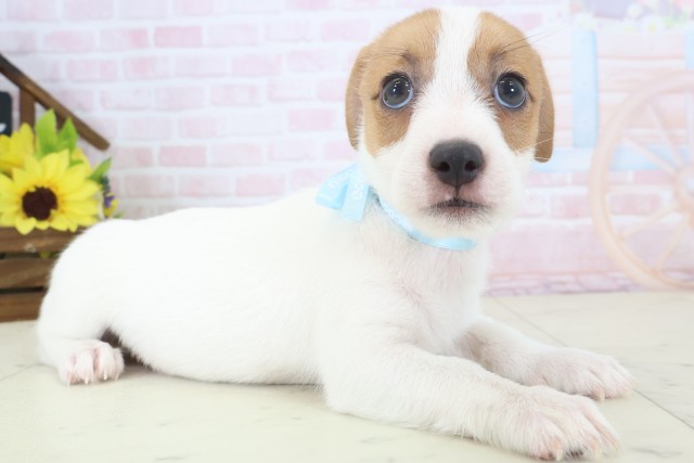 北海道のジャックラッセルテリア (Coo&RIKU室蘭店/2026年4月17日生まれ/男の子/ホワイトタン)の子犬の2枚目の画像