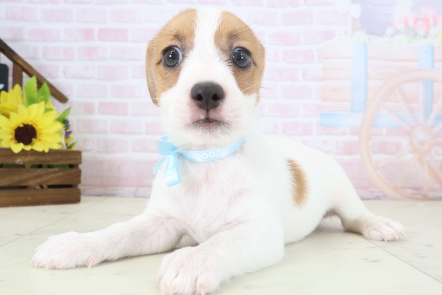 北海道のジャックラッセルテリア (Coo&RIKU室蘭店/2026年4月17日生まれ/男の子/ホワイトタン)の子犬の3枚目の画像