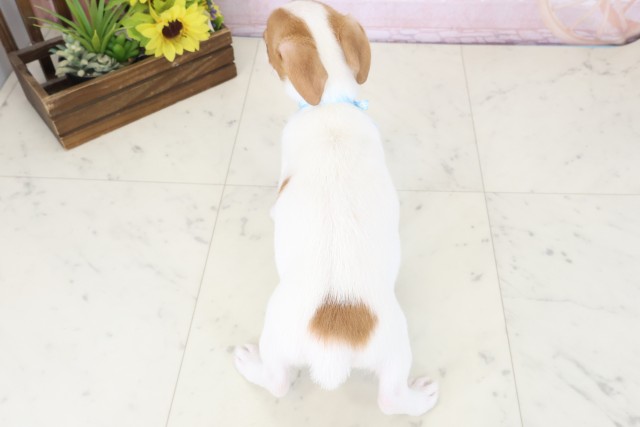 北海道のジャックラッセルテリア (Coo&RIKU室蘭店/2026年4月17日生まれ/男の子/ホワイトタン)の子犬の4枚目の画像