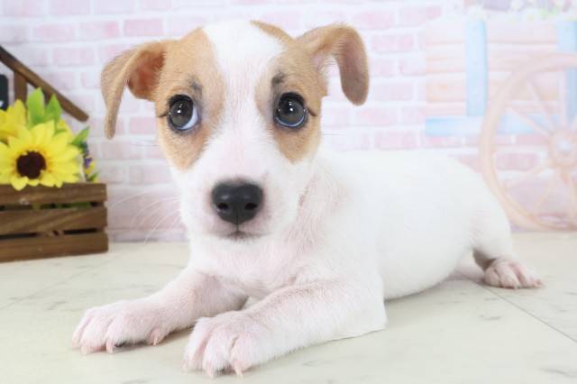 岡山県のジャックラッセルテリア (Coo&RIKU岡山店/2026年4月17日生まれ/女の子/ホワイトタン)の子犬の3枚目の画像