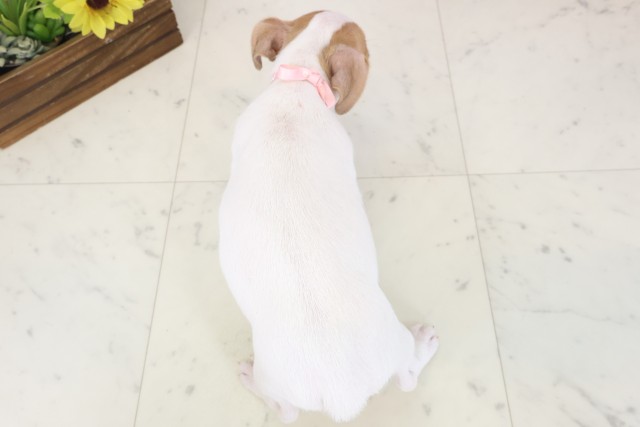 岡山県のジャックラッセルテリア (Coo&RIKU岡山店/2026年4月17日生まれ/女の子/ホワイトタン)の子犬の4枚目の画像
