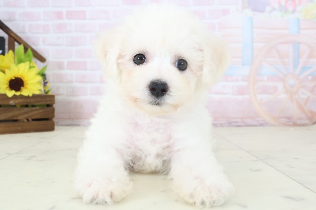 福岡県のビションフリーゼ (Coo&RIKU福岡東店/2026年4月18日生まれ/女の子/ホワイト)の子犬