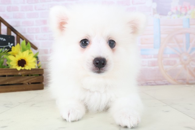 新潟県の日本スピッツ (Coo&RIKU長岡店/2026年4月18日生まれ/女の子/ホワイト)の子犬