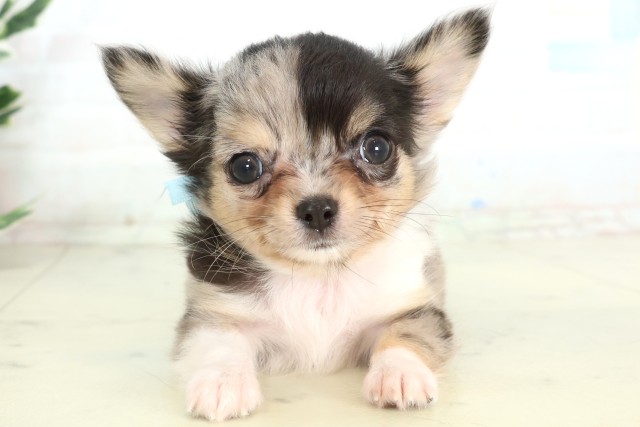 佐賀県のチワワ(ロング) (Coo&RIKU佐賀神埼店/2026年4月16日生まれ/男の子/ブルーマール)の子犬