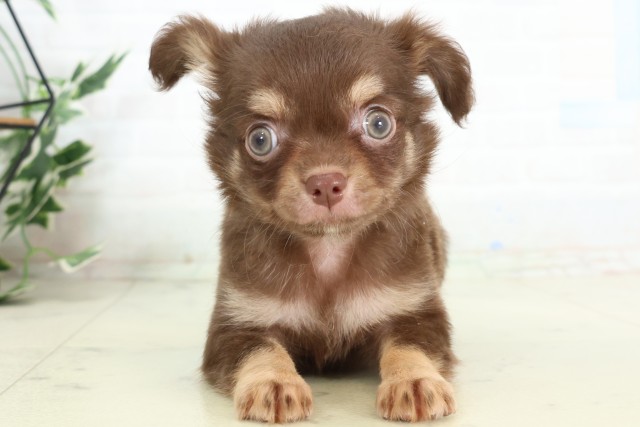 新潟県のチワワ(ロング) (Coo&RIKU長岡店/2026年4月17日生まれ/男の子/チョコレートタン)の子犬