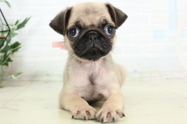 山口県のパグ (Coo&RIKUサンパークあじす店/2026年4月18日生まれ/女の子/フォーン)の子犬