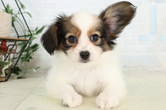 新潟県のパピヨン (Coo&RIKU長岡店/2026年4月19日生まれ/男の子/トライカラー)の子犬