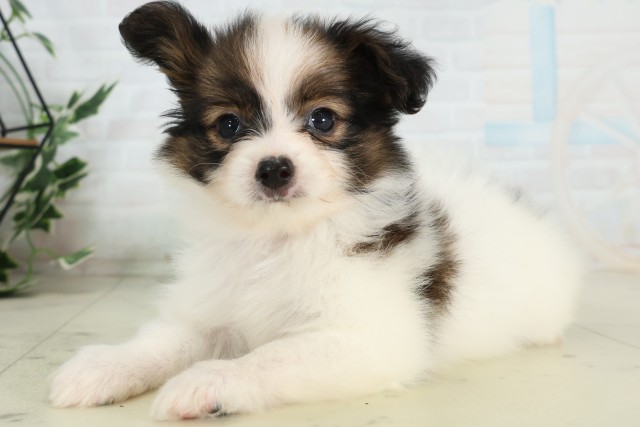 神奈川県のパピヨン (Coo&RIKU相模原店/2026年4月19日生まれ/女の子/トライカラー)の子犬の3枚目の画像