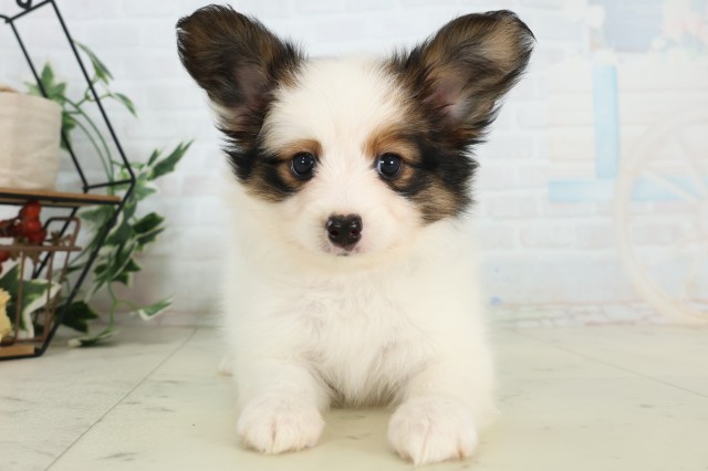 岡山県のパピヨン (Coo&RIKU岡山店/2026年4月19日生まれ/女の子/トライカラー)の子犬