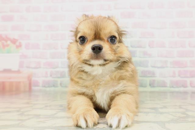 新潟県のチワワ(ロング) (Coo&RIKU上越店/2026年4月17日生まれ/男の子/レッドホワイト)の子犬