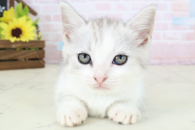 高知県のマンチカン (Coo&RIKUのいち店/2026年4月18日生まれ/男の子/シルバータビーホワイト)の子猫の1枚目の画像