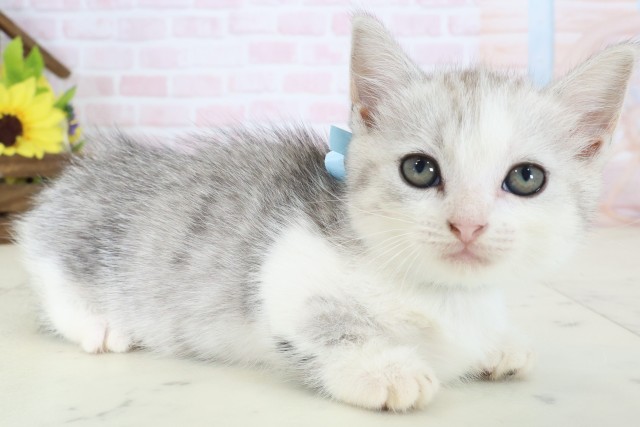 高知県のマンチカン (Coo&RIKUのいち店/2026年4月18日生まれ/男の子/シルバータビーホワイト)の子猫の2枚目の画像